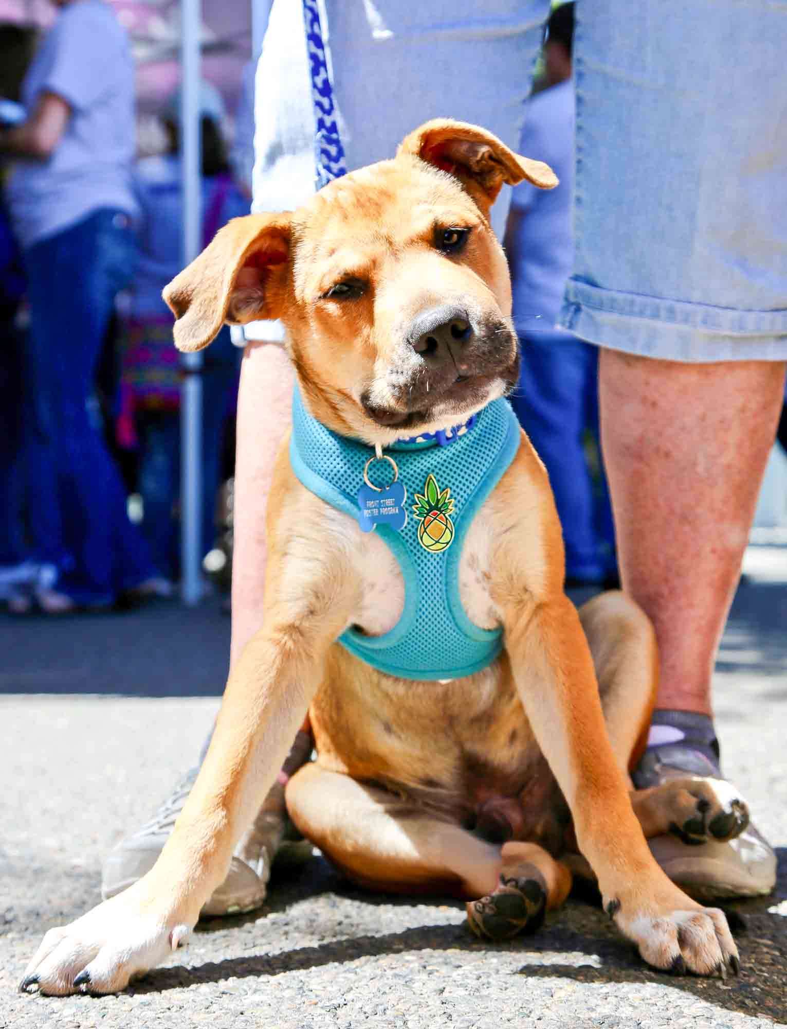 puppy-with-pin-1