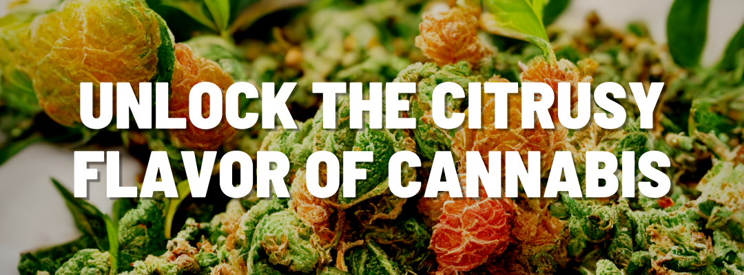 Unlock the Citrusy Flavor of Cannabis